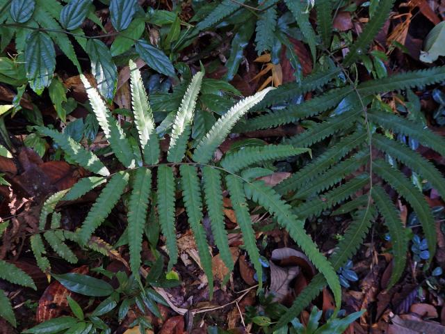 Cyclosorus terminans (J. Sm. ex Hook.) Panigrahi