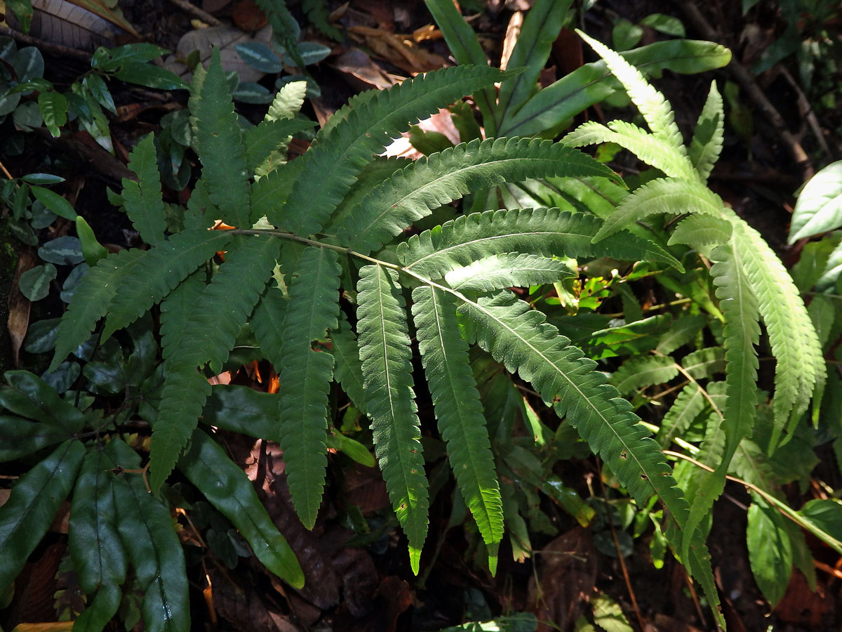 Cyclosorus terminans (J. Sm. ex Hook.) Panigrahi