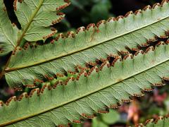 Cyclosorus terminans (J. Sm. ex Hook.) Panigrahi