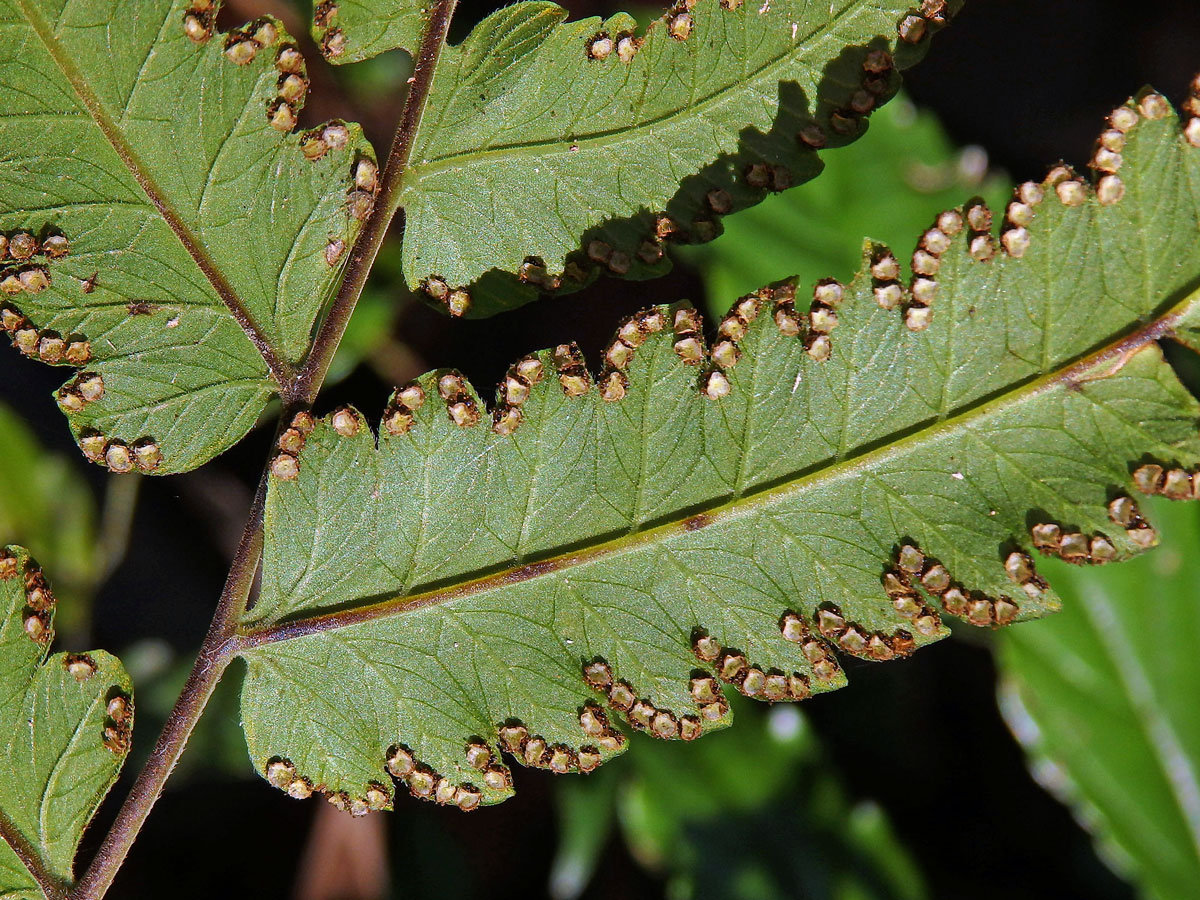 Cyclosorus terminans (J. Sm. ex Hook.) Panigrahi