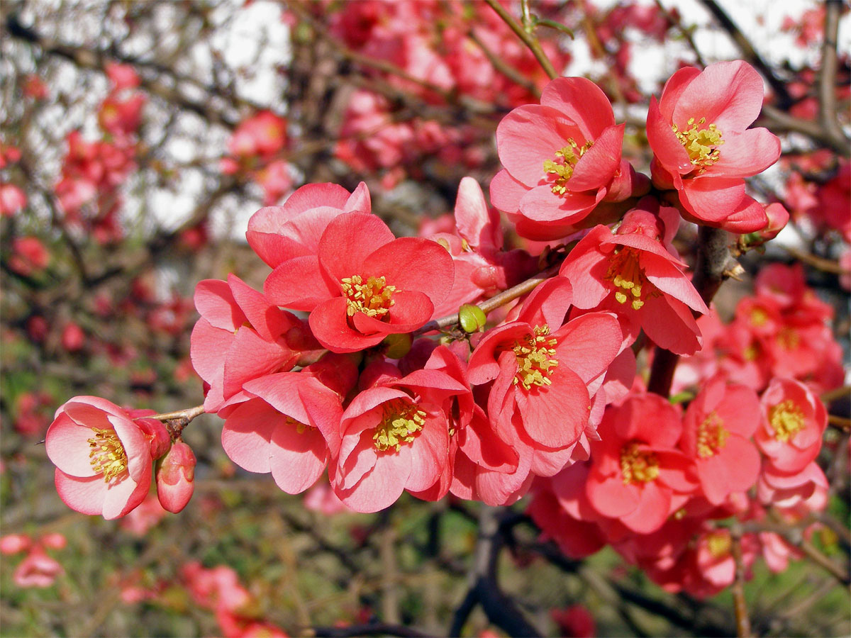 Kdoulovec ozdobný (Chaenomeles speciosa (Sweet) Nakai)