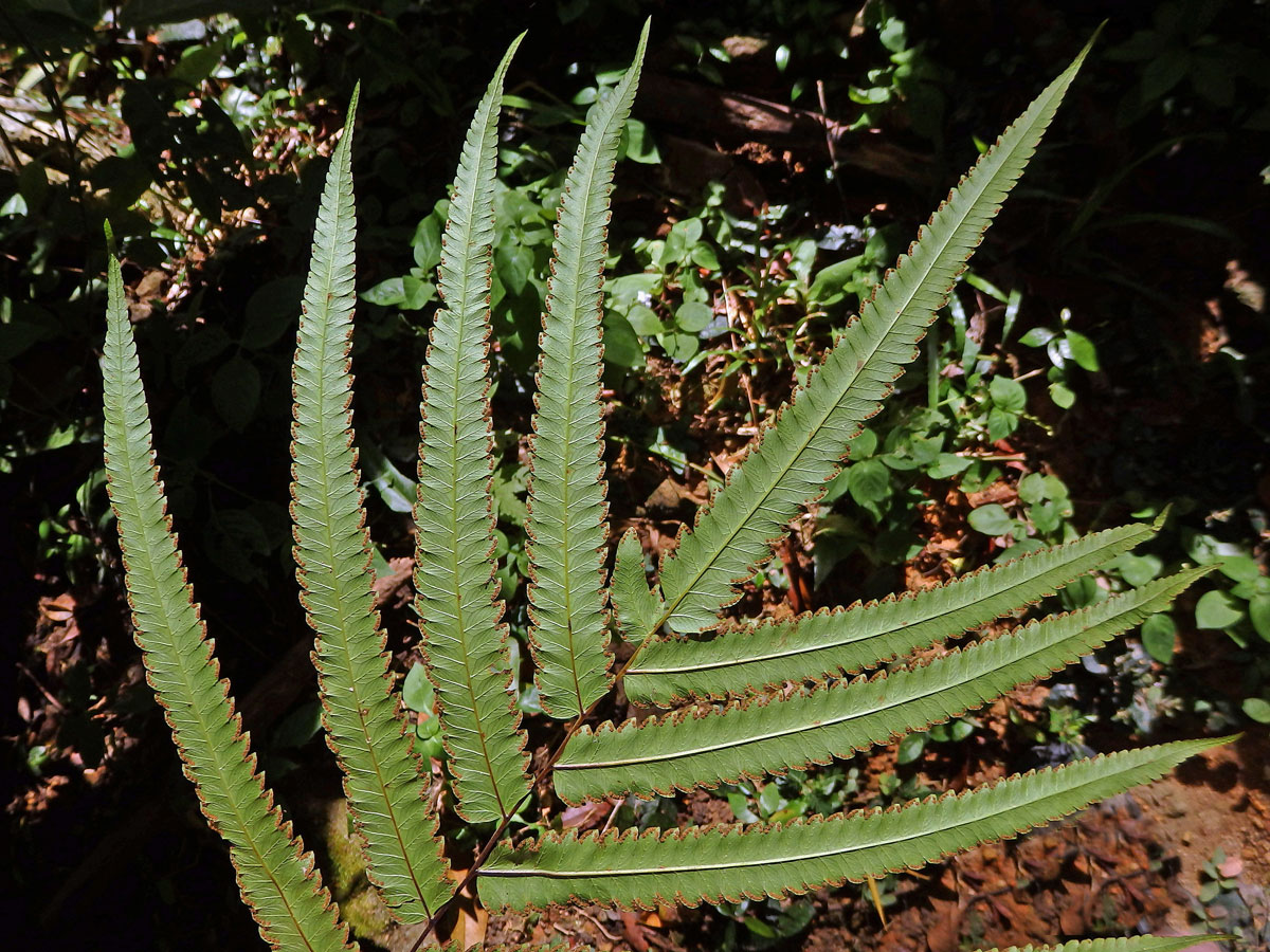 Cyclosorus terminans (J. Sm. ex Hook.) Panigrahi