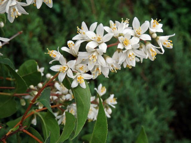 Trojpuk drsný (Deutzia scabra Thunb.)