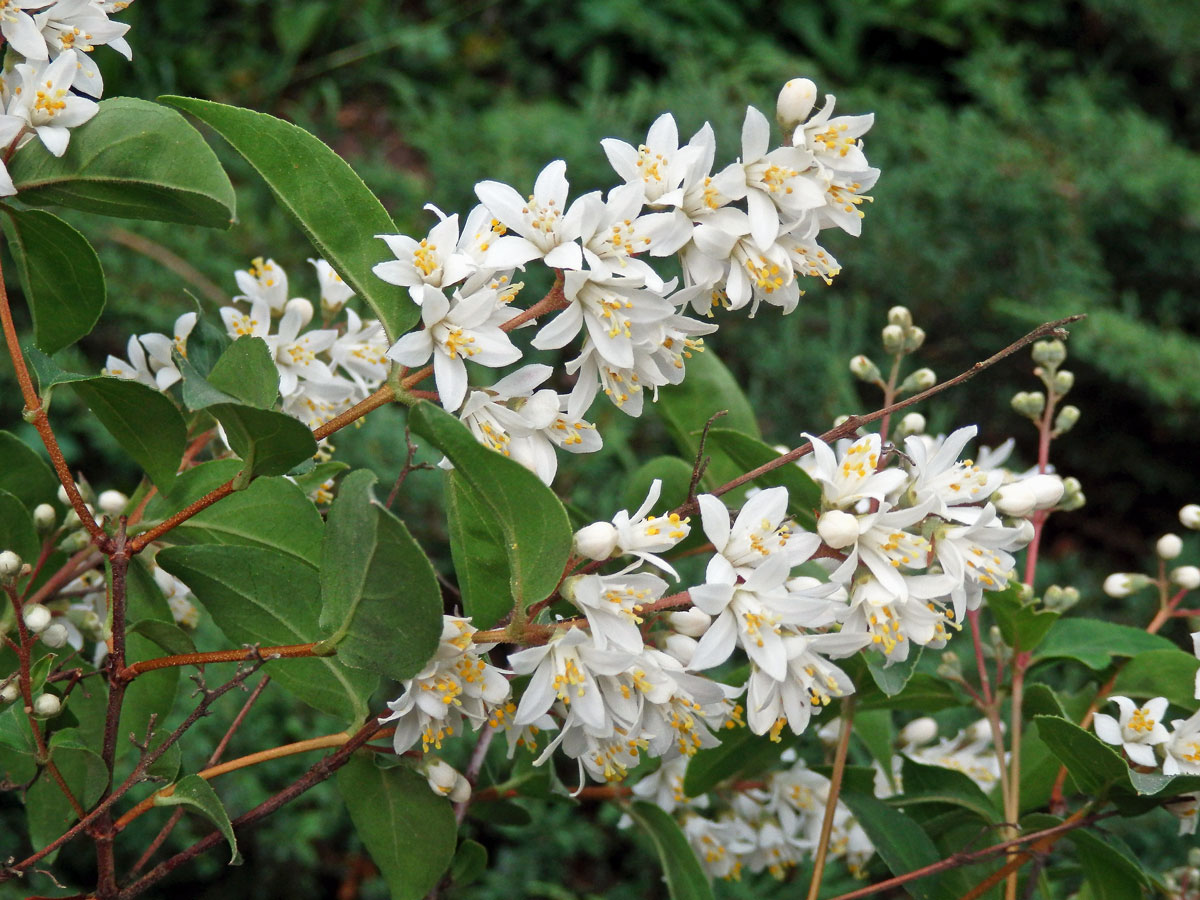 Trojpuk drsný (Deutzia scabra Thunb.)