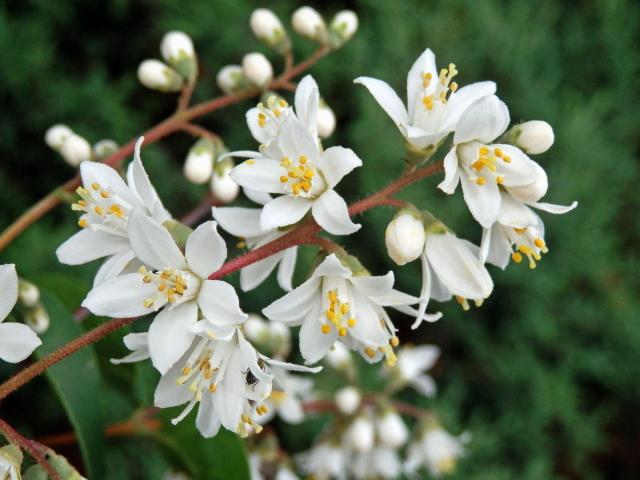 Trojpuk drsný (Deutzia scabra Thunb.)