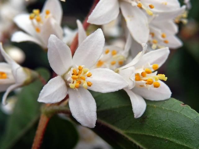 Trojpuk drsný (Deutzia scabra Thunb.)