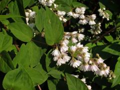 Trojpuk drsný (Deutzia scabra Thunb.)