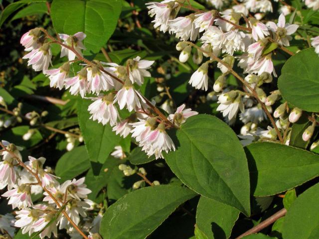 Trojpuk drsný (Deutzia scabra Thunb.)