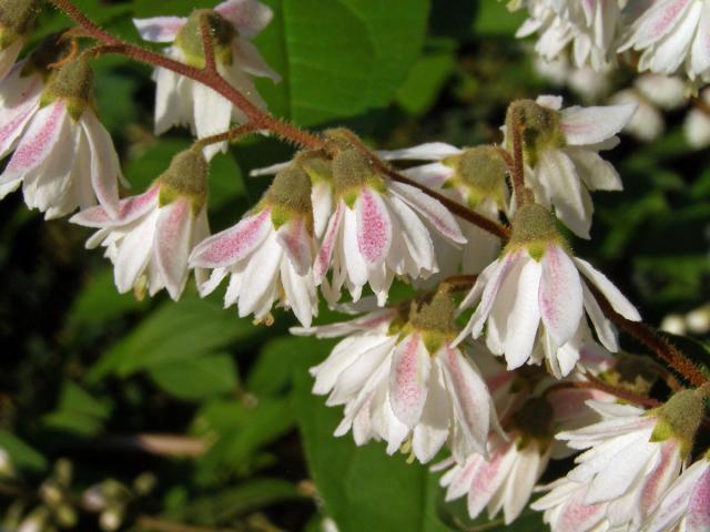 Trojpuk drsný (Deutzia scabra Thunb.)