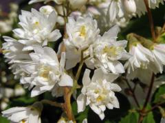 Trojpuk drsný (Deutzia scabra Thunb.)