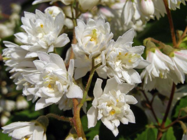 Trojpuk drsný (Deutzia scabra Thunb.)