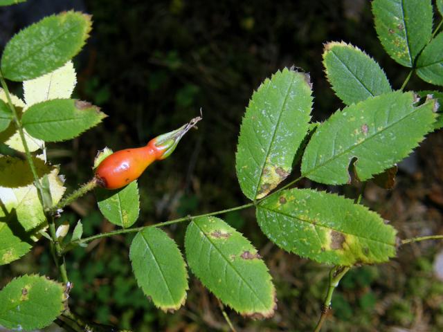 Růže převislá (Rosa pendulina L.)