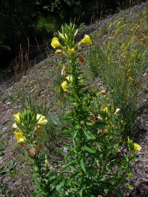 Pupalka dvouletá (Oenothera biennis L.)