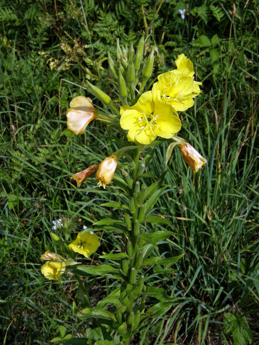 Pupalka dvouletá (Oenothera biennis L.)