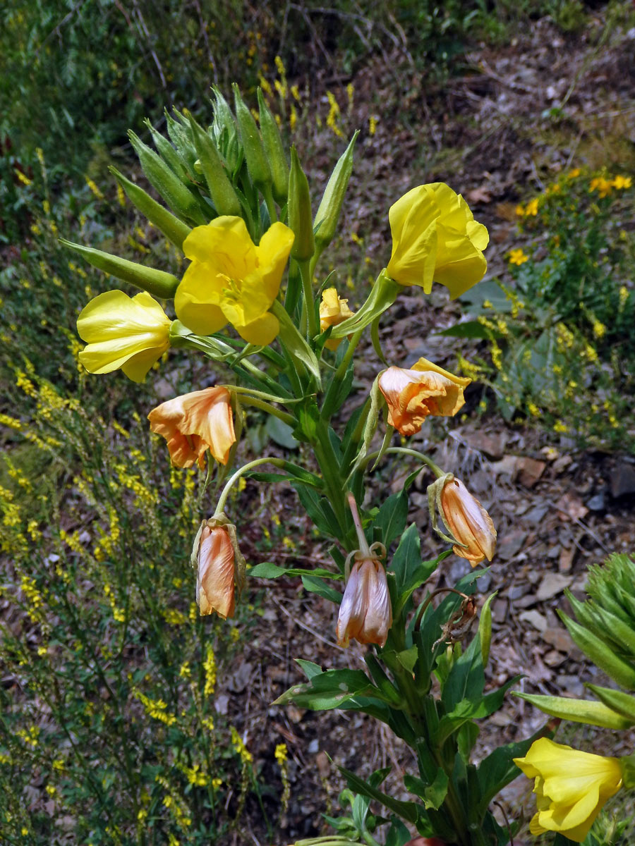 Pupalka dvouletá (Oenothera biennis L.)