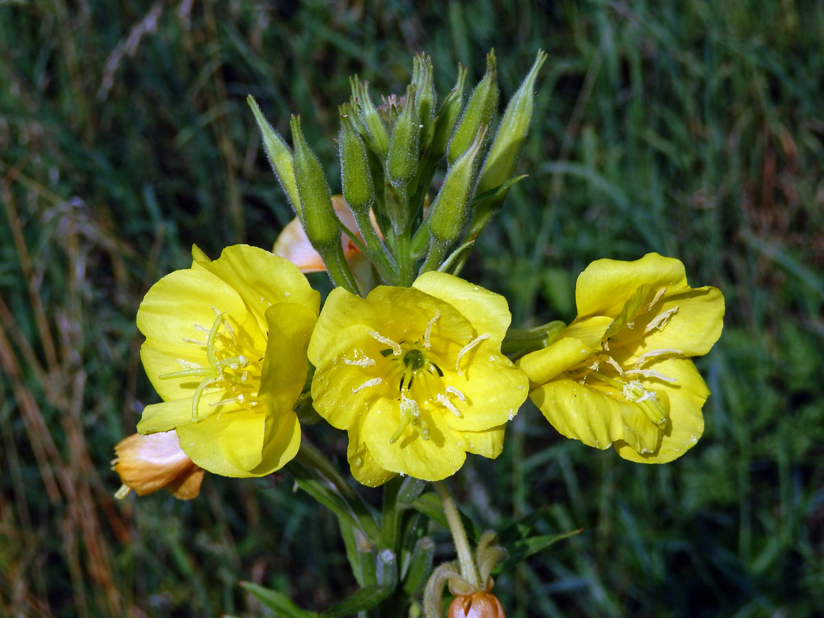 Pupalka dvouletá (Oenothera biennis L.)