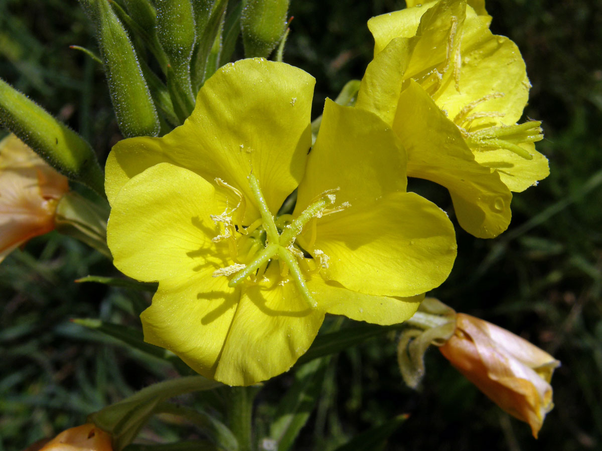 Pupalka dvouletá (Oenothera biennis L.)