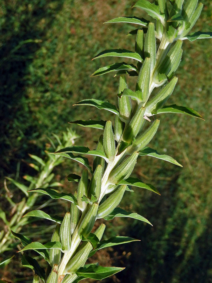 Pupalka dvouletá (Oenothera biennis L.)