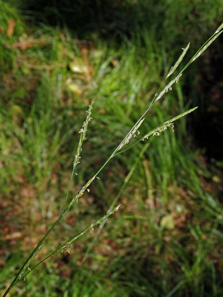 Zblochan vzplývavý (Glyceria fluitans (L.) R. Br.)