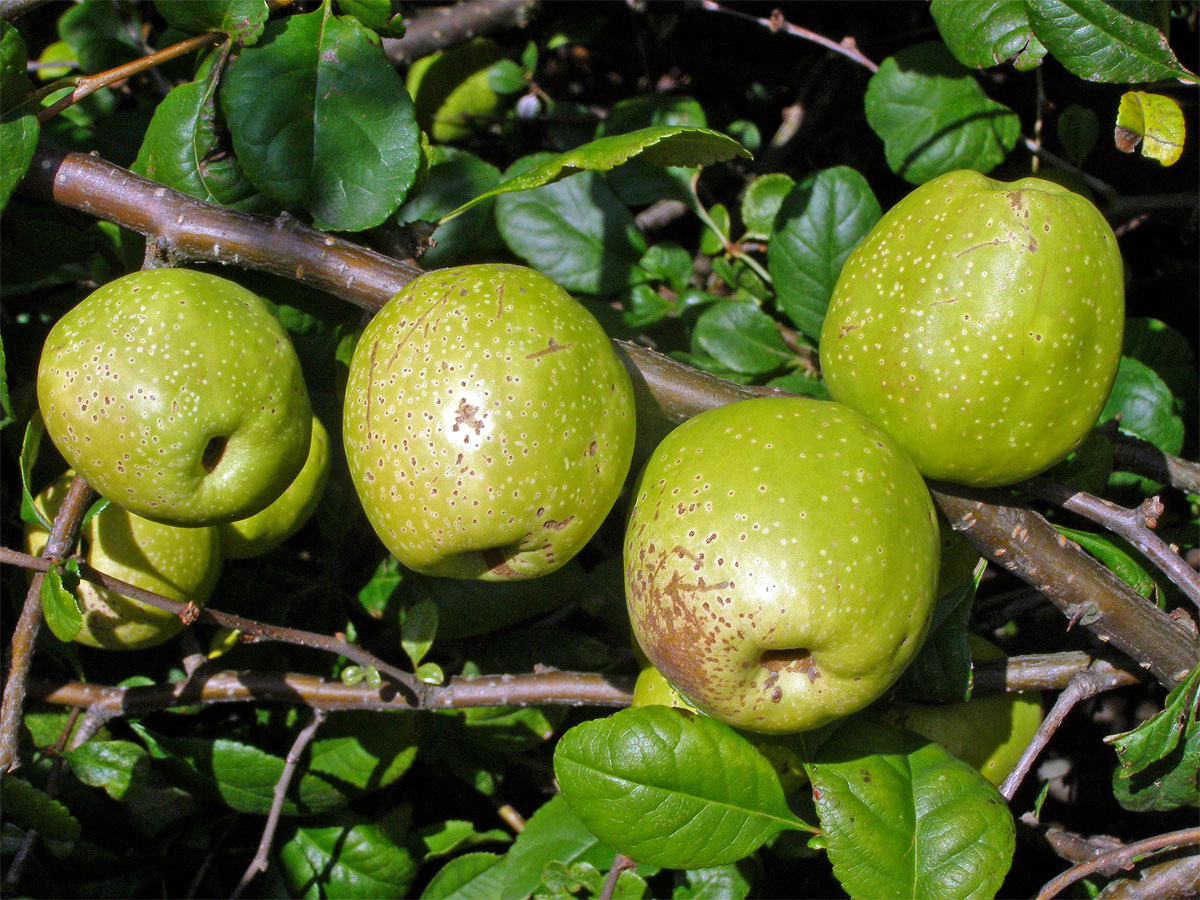 Kdoulovec ozdobný (Chaenomeles speciosa (Sweet) Nakai)