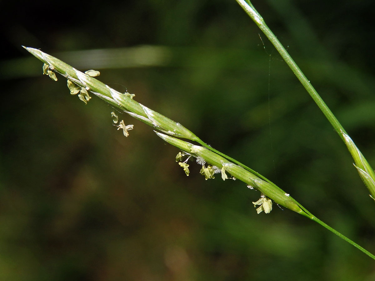 Zblochan vzplývavý (Glyceria fluitans (L.) R. Br.)