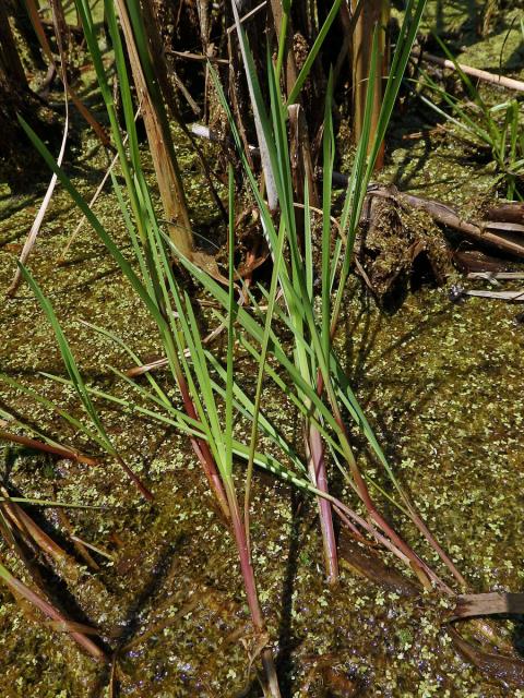 Zblochan vzplývavý (Glyceria fluitans (L.) R. Br.)