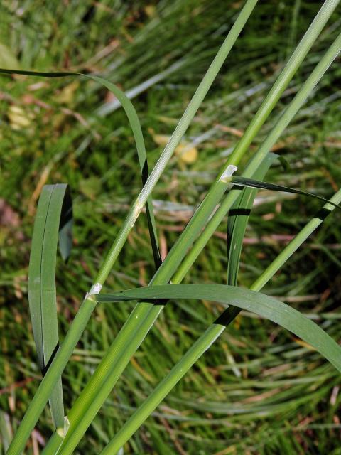 Zblochan vzplývavý (Glyceria fluitans (L.) R. Br.)