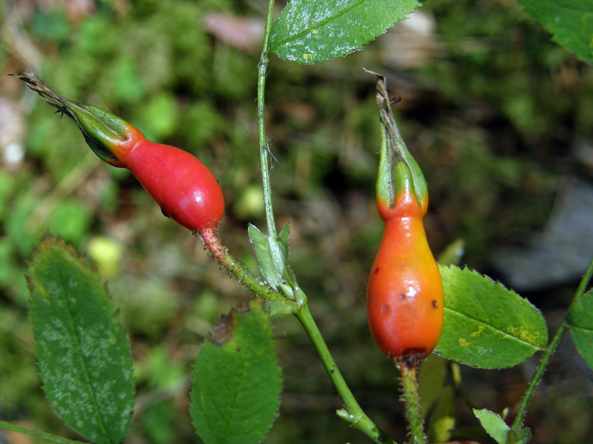 Růže převislá (Rosa pendulina L.)