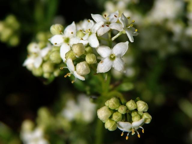 Svízel hercynský (Galium saxatile L.)