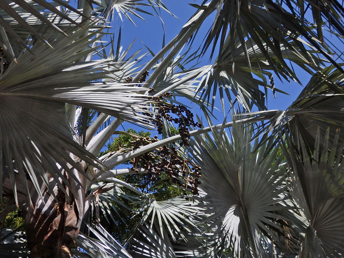 Bismarckia nobilis Hildebrandt & H. Wendl.