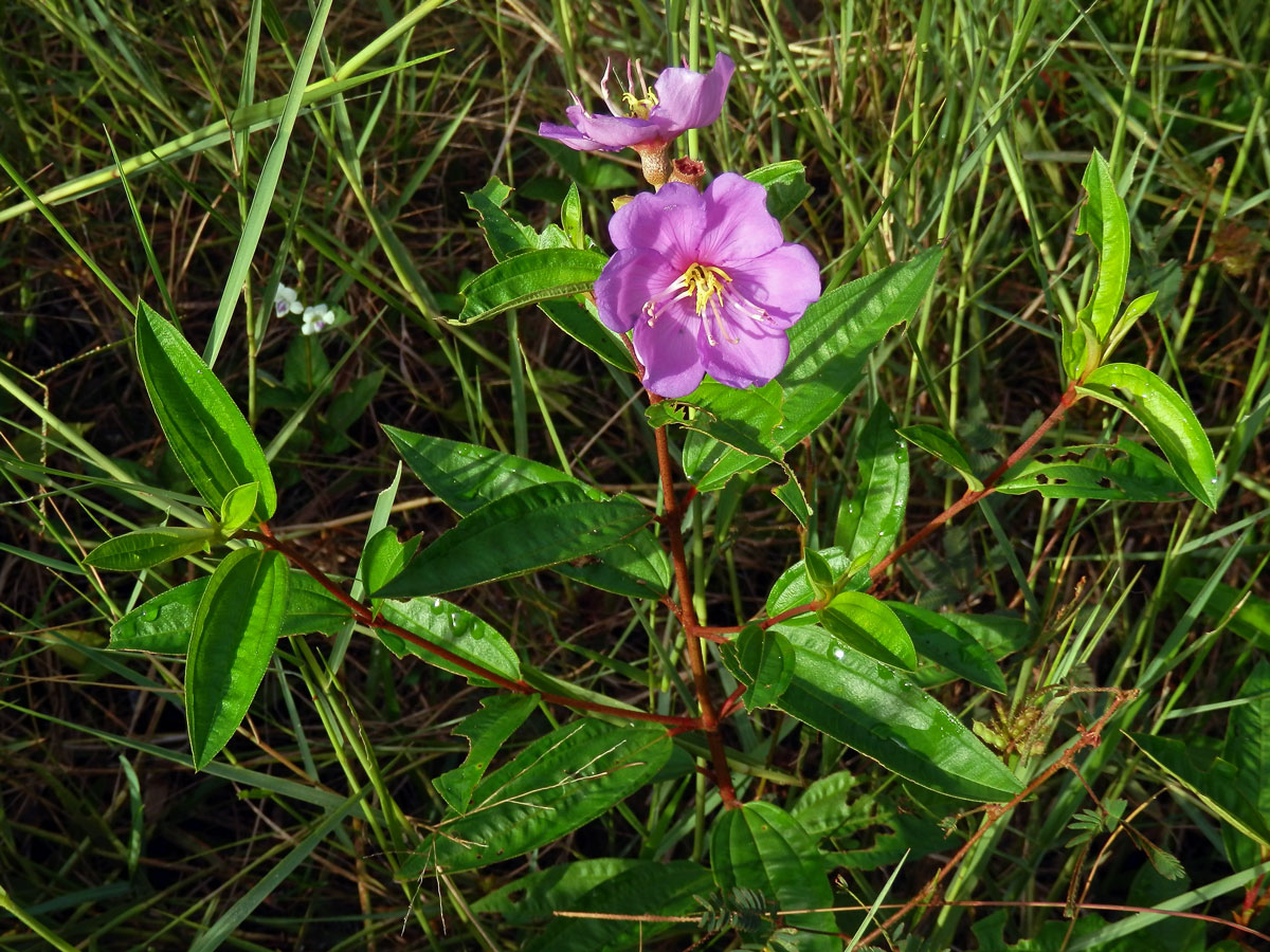 Melastoma intermedium Dunn