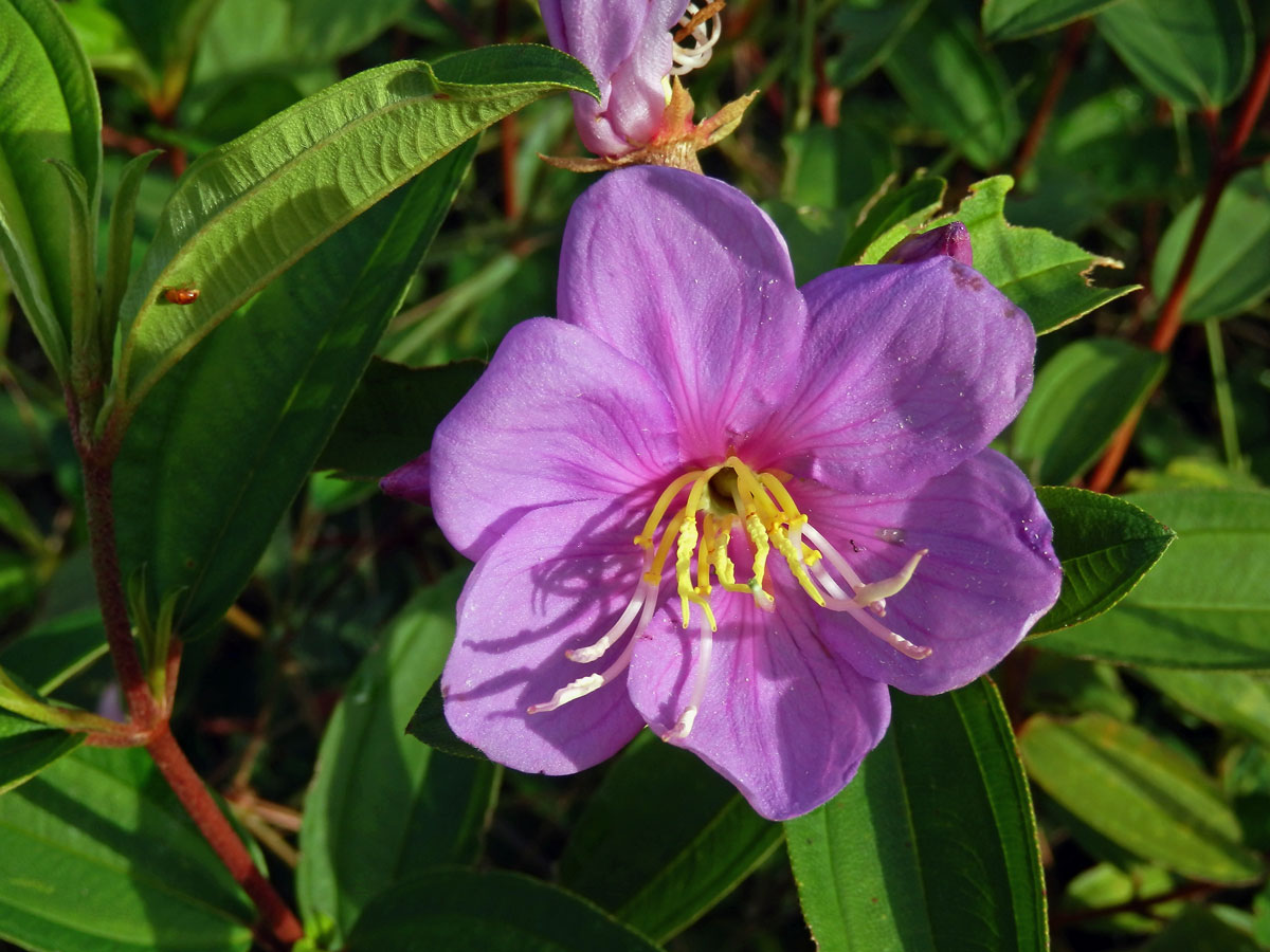 Melastoma intermedium Dunn