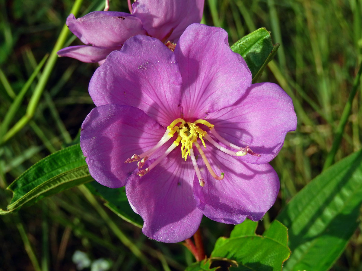 Melastoma intermedium Dunn