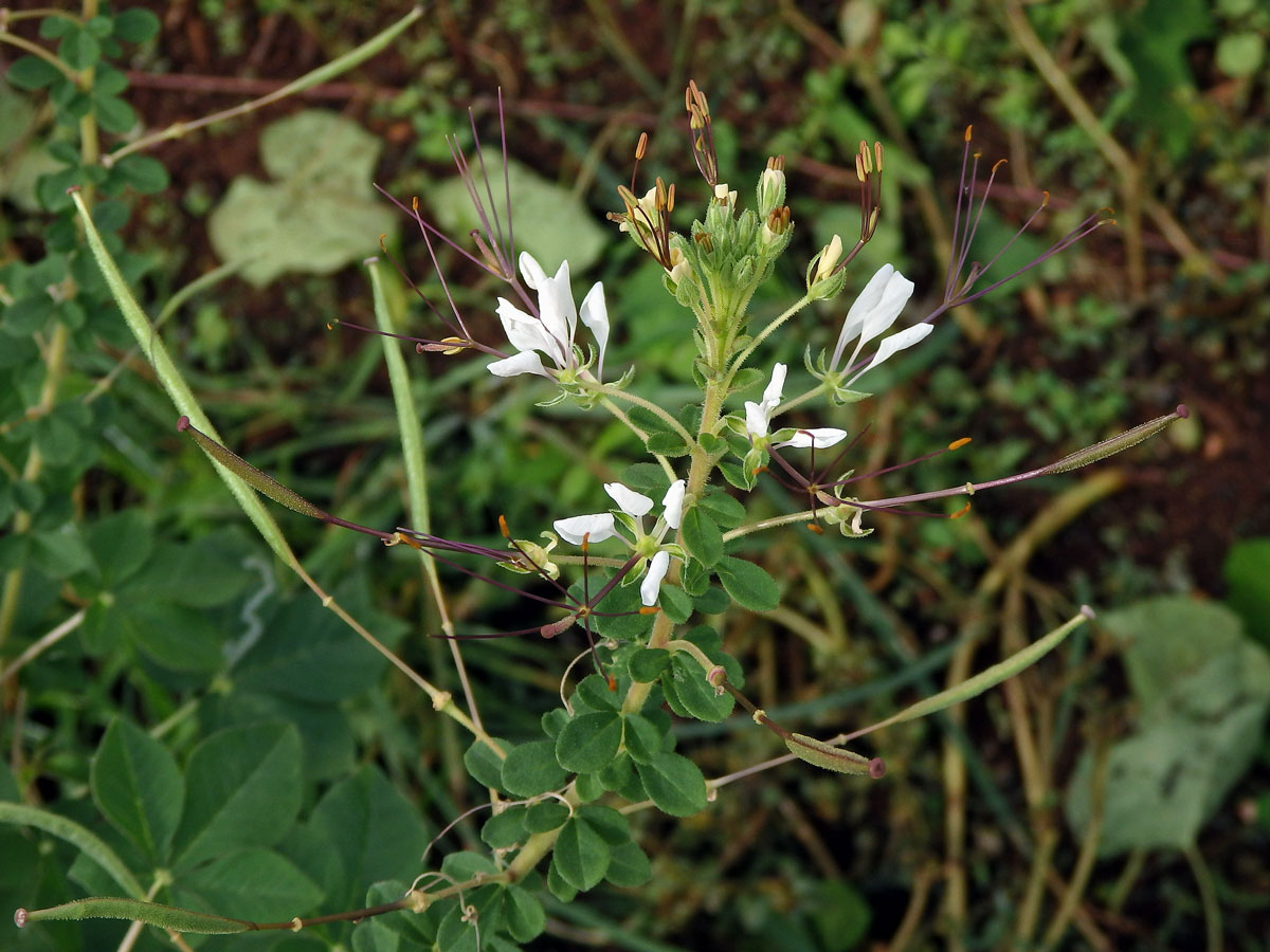 Luštěnice (Cleome gynandra L.)