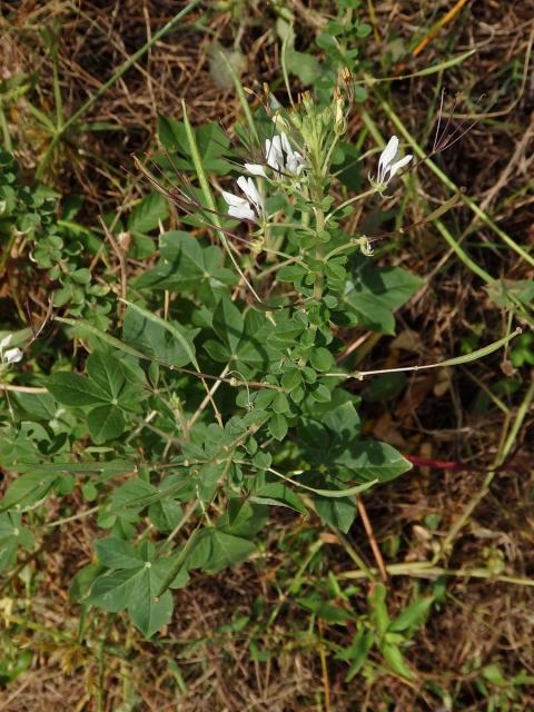 Luštěnice (Cleome gynandra L.)