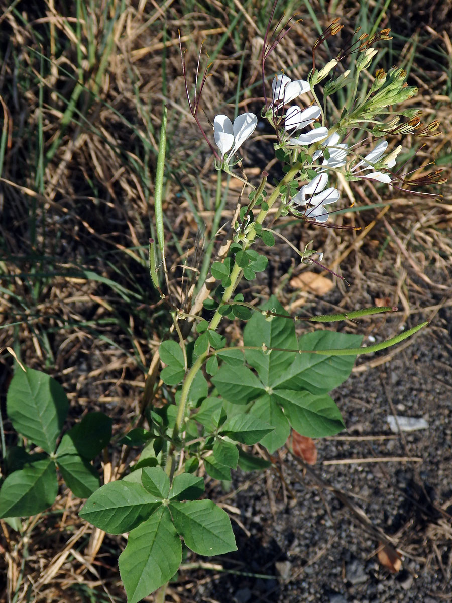 Luštěnice (Cleome gynandra L.)