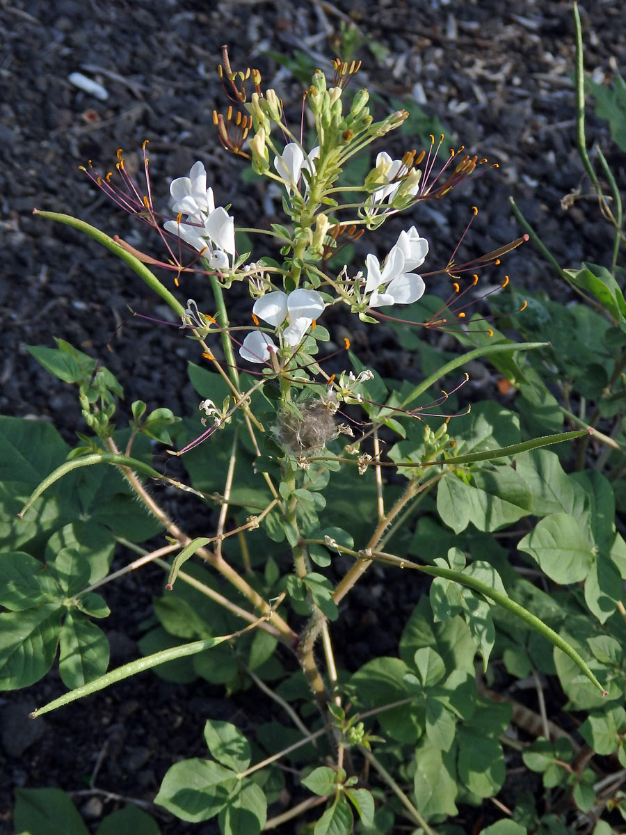 Luštěnice (Cleome gynandra L.)