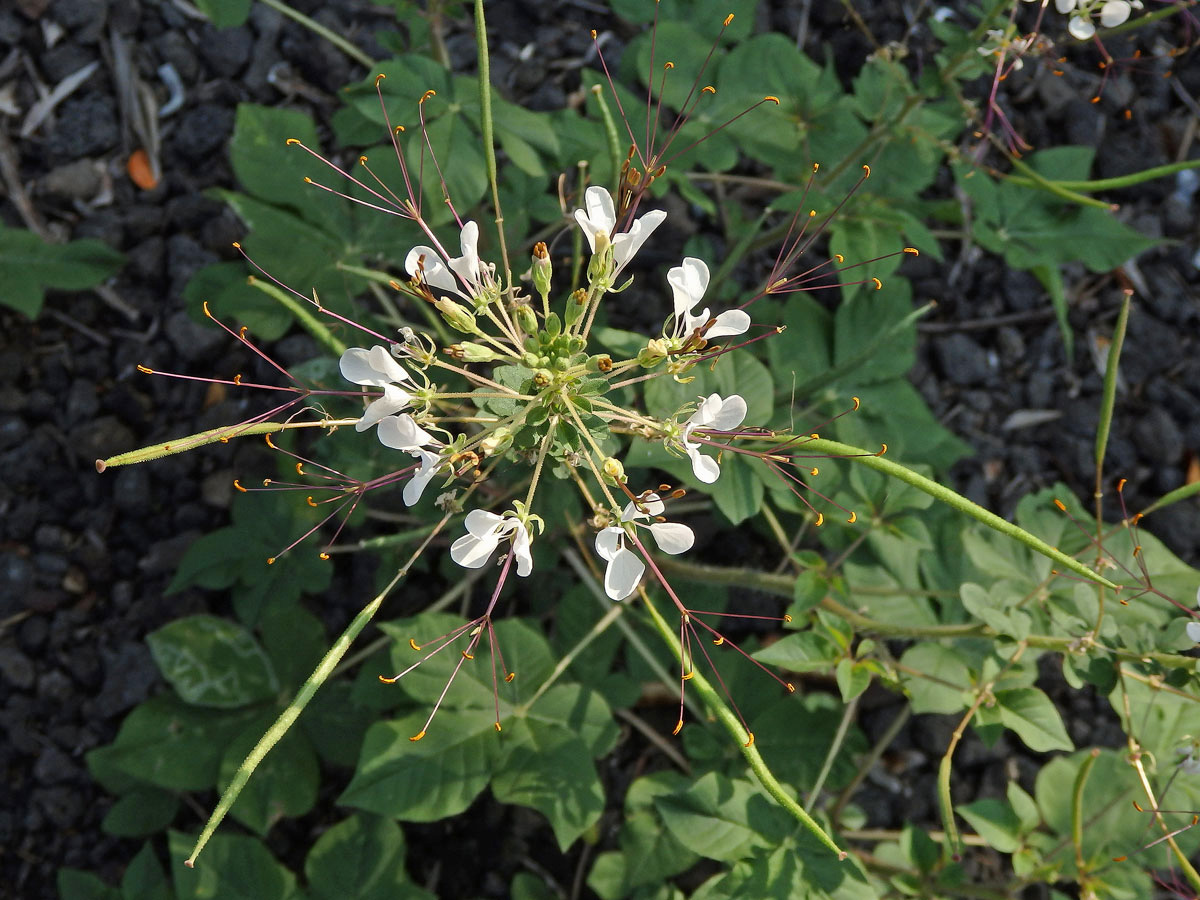 Luštěnice (Cleome gynandra L.)