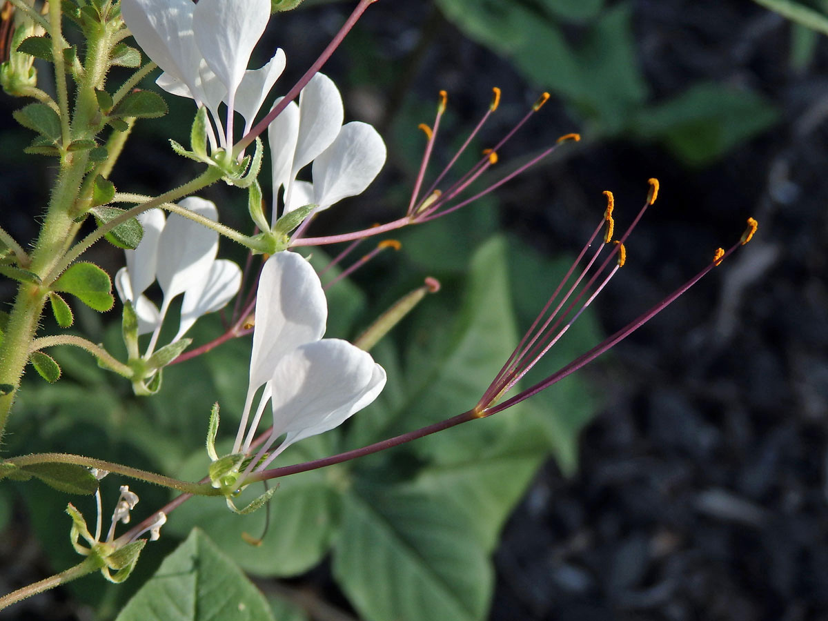 Luštěnice (Cleome gynandra L.)