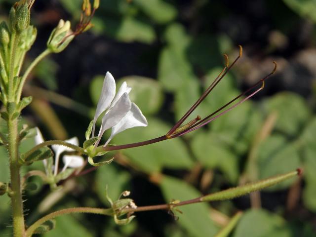 Luštěnice (Cleome gynandra L.)