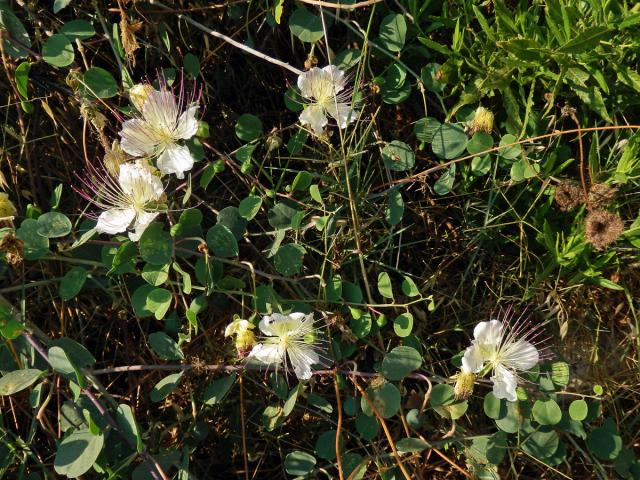 Kapara trnitá (Capparis spinosa L.)