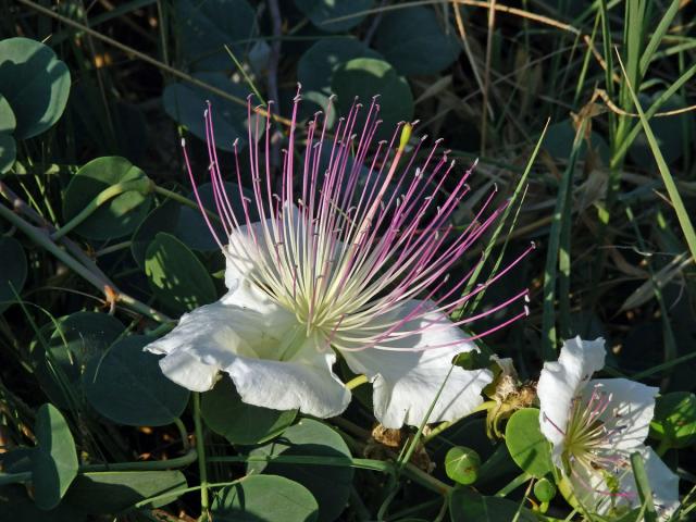 Kapara trnitá (Capparis spinosa L.)