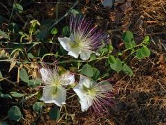 Kapara trnitá (Capparis spinosa L.)