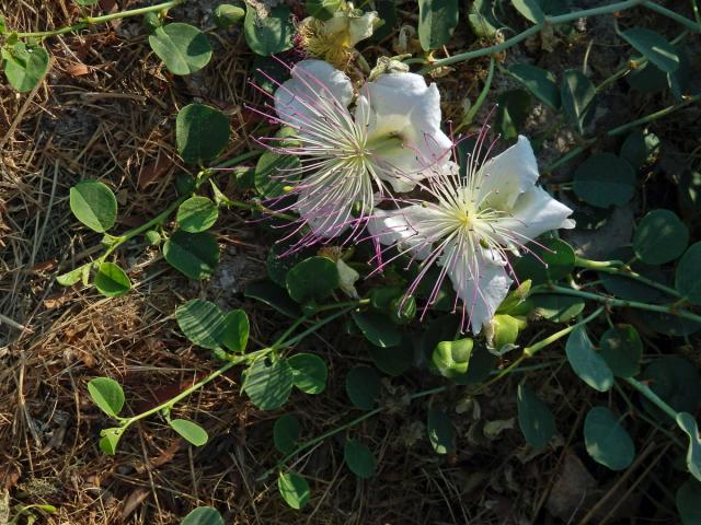 Kapara trnitá (Capparis spinosa L.)