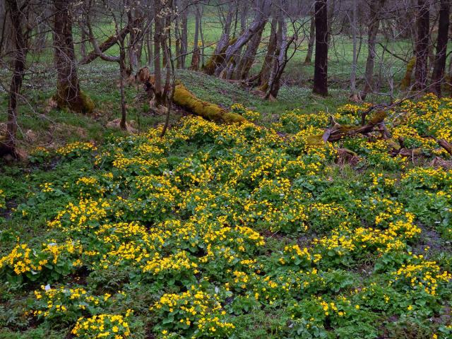 Blatouch bahenní (Caltha palustris L.)