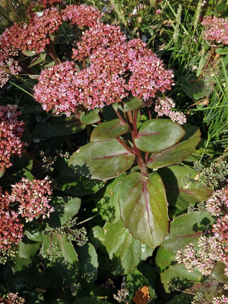 Rozchodníkovec nachový (Hylotelephium telephium (L.) H. Ohba)