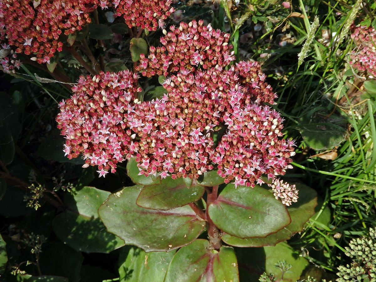 Rozchodníkovec nachový (Hylotelephium telephium (L.) H. Ohba)