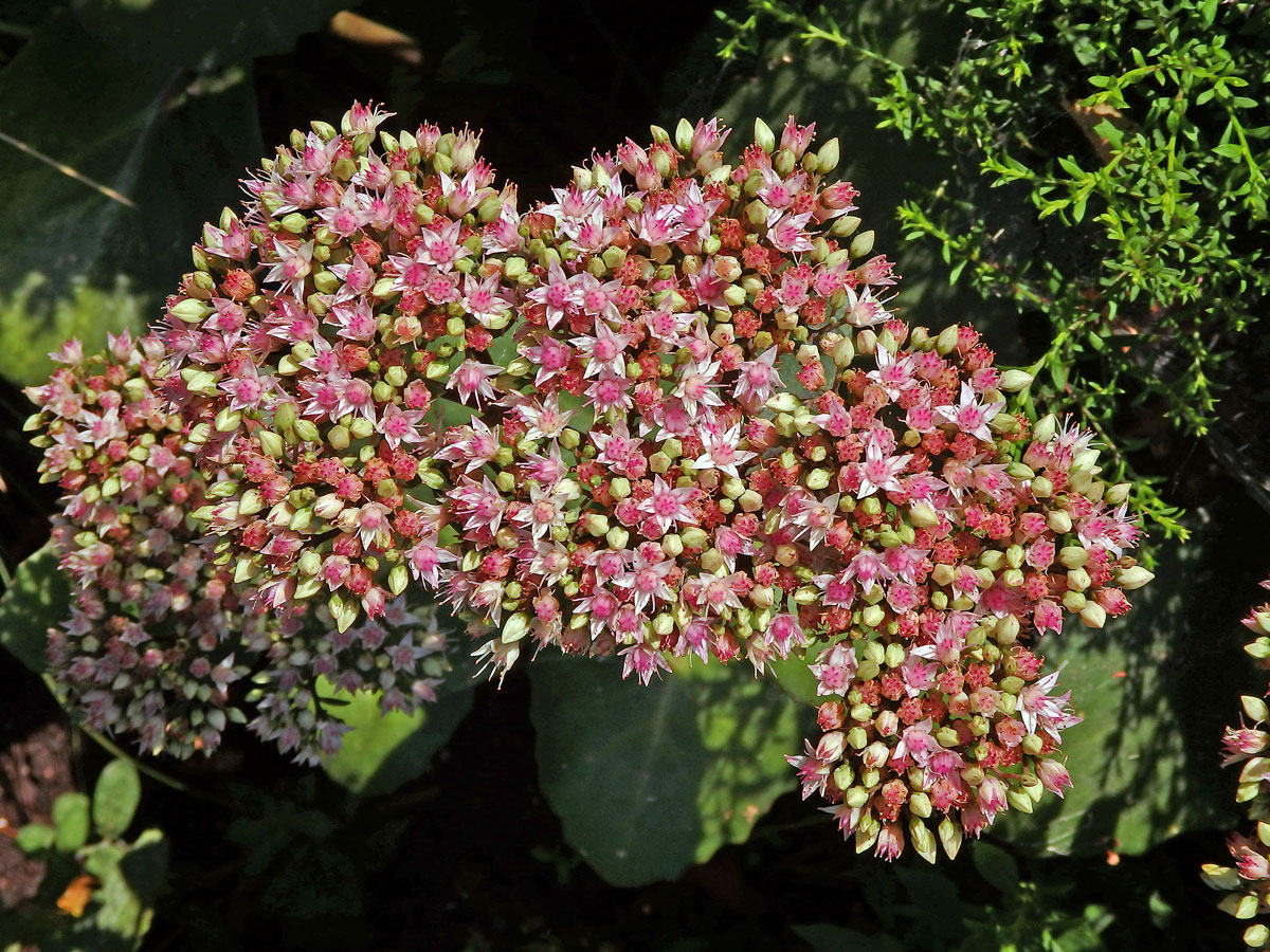 Rozchodníkovec nachový (Hylotelephium telephium (L.) H. Ohba)