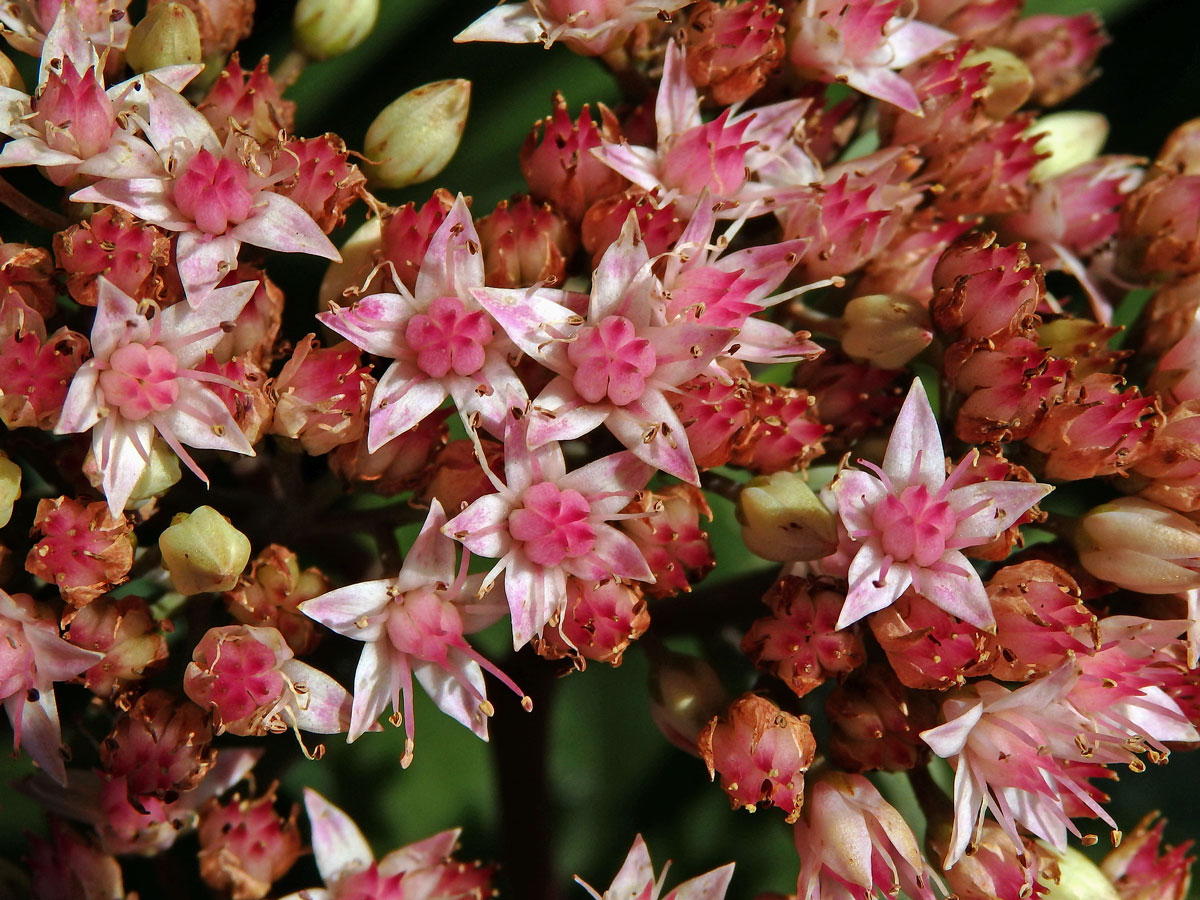 Rozchodníkovec nachový (Hylotelephium telephium (L.) H. Ohba)