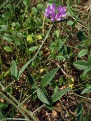 Bituminárie modrá (Bituminaria bituminosa (L.) Stirton)